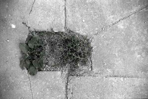 Pavement #29 (2003)