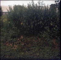 http://www.lukys.lt/files/gimgs/th-31_Ektachrom(c-41)ICE_cr_006.jpg