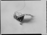 http://www.lukys.lt/files/gimgs/th-31_cesnakas005.jpg