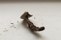 http://www.lukys.lt/files/gimgs/th-31_grybai002.jpg